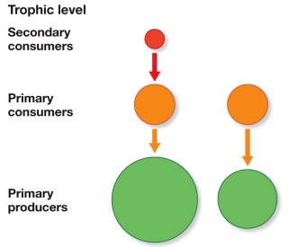 <strong>Refer to the figure. How would the NPP of a three-level food web (left) compare with that of a two-level web (right) and why?</strong> A) The three-level web would have a higher NPP because the extra level requires more primary producers. B) The three-level web would have a higher NPP because the top level controls the middle level, enabling greater production at the primary producer level. C) The three-level web would have a lower NPP because it is longer and more consumption takes place. D) The three-level web would have a lower NPP because it takes more energy to maintain three levels than to maintain two. E) The two- and three-level webs would have approximately the same NPP because length of the food web does not affect NPP.