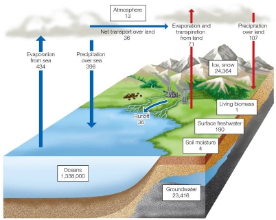 <strong>Refer to the figure. An examination of the fluxes of water over both land and sea, as measured by evaporation and precipitation, shows that</strong> A) total evaporation is greater than total precipitation. B) total precipitation is greater than total evaporation. C) there is more evaporation over land and more precipitation at sea. D) evaporation and precipitation are exactly balanced. E) values for runoff make up for the variation between land and sea.