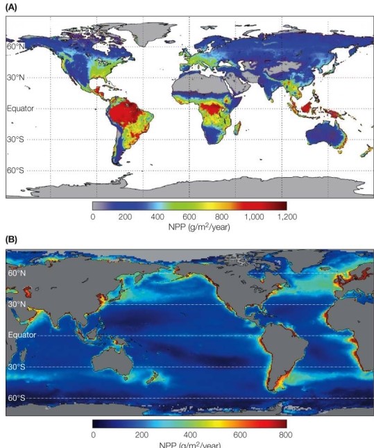 Refer to the figure. Briefly describe and explain the latitudinal differences in NPP values between land and ocean, as shown on the two maps.