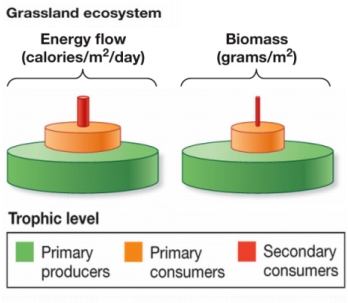 Refer to the figure. Using the graphic as a basis, explain the loss of energy at each trophic level in the grassland ecosystem.What causes the loss, and what happens to the energy?