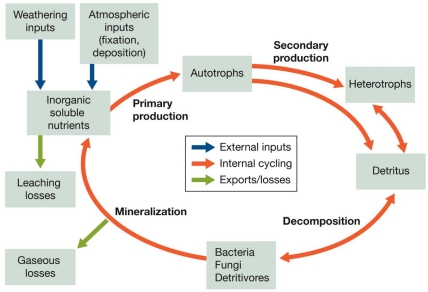 Refer to the figure. Using this generalized diagram of a nutrient (biogeochemical) cycle, explain the importance of detritus and detritivores in the movement of nutrients through the system.Include the concepts of pools and fluxes.