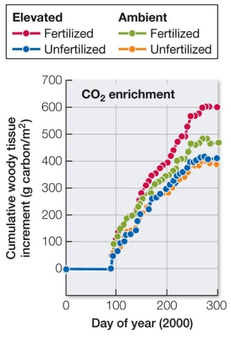 Refer to the graph. In the key, elevated refers to the addition of CO<sub>2</sub> above ambient levels, and fertilized refers to the addition of nitrogen fertilizer to the soil.Based on these data, can one conclude that nitrogen fertilizer enhances the effect of increased CO<sub>2</sub> on NPP in the forest?