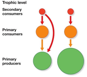 Refer to figure. The diagram represents top-down control of two food webs with three trophic levels.The food web represented on the left includes omnivores, and the one on the right does not.Which effect of omnivores most directly results in the decreased size of the primary producer level shown on the left?