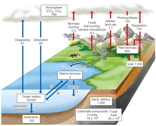 In the diagram, boxes represent pools, and arrows represent fluxes. Based on the diagram, most of the world's carbon is stored in which pools?