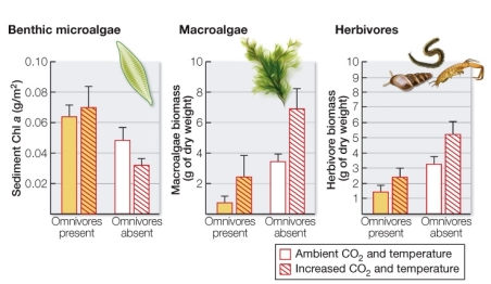 Refer to the figure. Due to rising atmospheric CO<sub>2</sub> levels, ocean temperatures are increasing and CO<sub>2</sub> dissolving in oceans is causing increased acidification.Omnivores (crustaceans and snails) in an estuarine food web in Sweden feed on herbivores, macroalgae, and microalgae.Herbivores feed on microalgae, which compete with macroalgae for light.Christian Alsterberg and colleagues analyzed how these three groups reacted to ocean warming and acidification, with and without the presence of omnivores.According to the graphs, which group(s) show(s) a significant increase when CO<sub>2</sub> and temperature are increased and omnivores are removed?