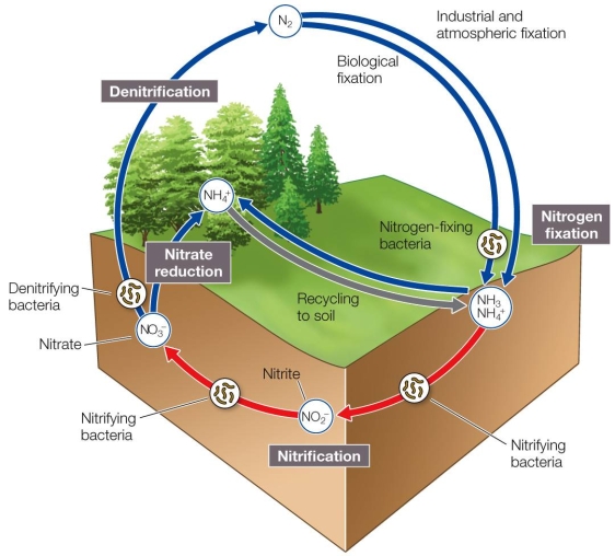 Refer to the figure. The activities of the nitrogen cycle, as represented in the figure, are