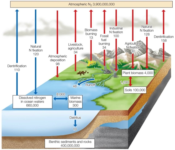 Refer to the figure. According to the figure, how does the amount of nitrogen entering the atmosphere from human activities compare with the amount entering from land-based natural sources? (All values are in units of 10<sup>12</sup> grams.)