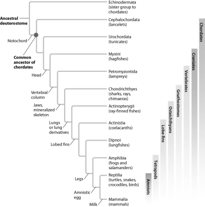 Organisms are constantly evolving and phylogenetic relationships can be reevaluated.Refer to the phylogenetic tree to answer the following questions. Which groups are more closely related: lancelets and tunicates,or lancelets and hagfishes?