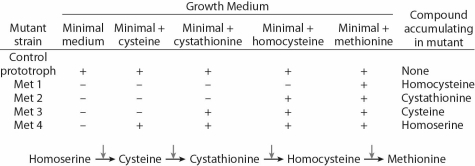 <strong>Refer to the the table to answer the following questions. Independent assortment predicts a 9:3:3:1 ratio with four different phenotypes in the F₂ progeny.If the alleles are epistatic,what would you predict?</strong> A)more than four phenotypes B)fewer than four phenotypes C)heterozygotes with a novel phenotype between the dominant and recessive homozygotes D)1/3 of the progeny with the dominant phenotypes and 2/3 recessive E)no change in the 9:3:3:1 ratio
