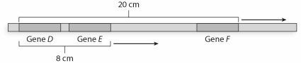 Refer to this map to answer the following questions: a) What is the distance between gene E and gene F? b) Assuming I = 0,what is the probability of no crossovers between gene D and gene E? c) Assuming I = 0,what is the probability of no crossovers between gene E and gene F? d) Considering both gene pairs,what is the proportion of nonrecombinant gametes? e) What is the predicted frequency of each parental gamete (DEF/def)? f) What is the recombination frequency between gene D and gene E? g) What is the recombination frequency between gene E and gene F? h) What is the frequency of two single recombinant gametes between genes D and E? i) What is the frequency of two single recombinant gametes between genes E and F? j) What is the frequency of each of the double-recombinant gametes,DeF and dEf? k) Fill in the blanks below to prove that the sum of the frequencies of the eight predicted gamete genotypes is equal to 1.0: _______ + _______ + _______ + _______ + _______ + _______ + _______ + _______ = 1 DEF def Def dEF DEf deF DeF dEf