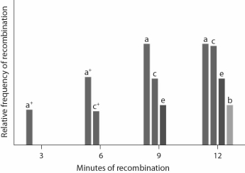 <strong>This graph shows the results of plating the cultures of each blender.What is the correct order of the genes on this chromosome? </strong> A)a b c d e B)a c e b d C)b e c a (d is unknown) D)d a c e b E)b e c a d