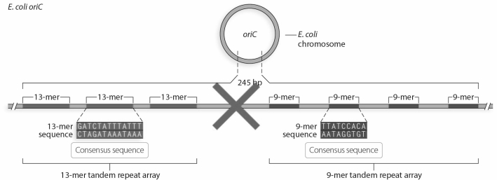 Describe the function of the oriC.What do you predict will happen to the cell if 100 bp between the 13-mer and 9-mer sequence is deleted as indicated in the figure?