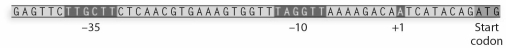 In the following prokaryotic DNA sequence,label the highlighted regions. Using the prokaryotic DNA sequence above,describe the relationship between the highlighted regions and how mutations in each region may affect gene expression.
