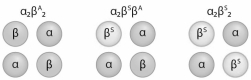 <strong>Sickle cell is a codominant disease,meaning that heterozygotes exhibit an intermediate blood cell phenotype (a mixture of normal and sickle cells)due to the blend of hemoglobin tetramers in each red blood cell.Which of the following tetramer structures would you expect to find in a carrier of SCD? </strong> A)α₂βᴬ₂ B)α₂βˢβᴬ C)α₂βˢ₂ D)α₂βᴬ₂ and α₂βˢβᴬ E)α₂βᴬ₂ and α₂βˢβᴬ and α₂βˢ₂