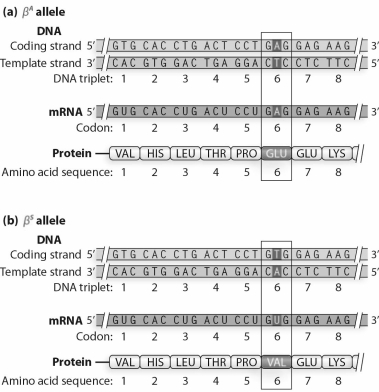 <strong>At a biological level,βᴬβˢ heterozygotes suffer fewer cases of malaria than βᴬβᴬ homozygotes,and when they do get malaria,their disease is less severe.What is the biological explanation for the heterozygous advantage? </strong> A)The βᴬβᴬ homozygotes have a shortened average life span of their red blood cells,and the shorter RBC life spans interrupt the developmental cycle of Plasmodium larvae by causing the parasites to mature and reproduce rapidly. B)The βᴬβˢ heterozygotes have a shortened average life span of their red blood cells,and the shorter RBC life spans interrupt the developmental cycle of Plasmodium larvae by preventing many of the immature parasites from reaching maturity. C)The sickle-cell shape of the RBCs in βᴬβˢ heterozygotes causes the Plasmodium larvae to become stuck in the RBC aggregates and prevents reproduction. D)The anemia associated with SCD makes the βᴬβˢ heterozygotes less attractive to mosquitoes,so they experience fewer mosquito bites and less opportunity for infection by Plasmodium larvae. E)The βᴬβˢ heterozygotes are bitten by mosquitoes less frequently,and when they are infected,the sickle-cell shape of the RBCs in βᴬβˢ heterozygotes causes the Plasmodium larvae to become stuck in the RBC aggregates and prevents reproduction.
