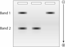 Given the following gel,which DNA fragment has a lower electrophoretic mobility?