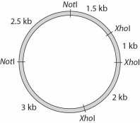 Given the following plasmid,what are the sizes of the fragments you would expect from an XhoI digest?