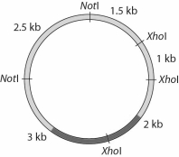A SNP results in a loss of the XhoI site indicated,so you design a molecular probe that spans the lost XhoI site.Which lane represents the expected Southern blot of an individual who is a carrier (heterozygous)for the mutant allele?
