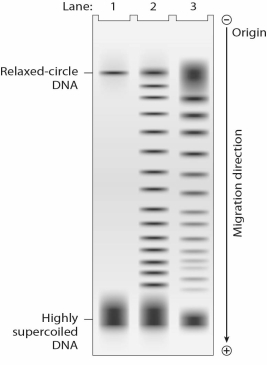 <strong>You have isolated DNA from actively replicating cells.Where would you expect to find this DNA on a gel? </strong> A)DNA would be highly supercoiled and would be found in the band seen in the positive pole (bottom)of Lane 1. B)DNA would be predominantly relaxed and would be found in the band seen in the positive pole (bottom)of Lane 1. C)DNA would be highly supercoiled and would be found in the band seen in the negative pole (top)of Lane 1. D)DNA would be predominantly relaxed and would be found in the band seen in the negative pole (top)of Lane 1. E)DNA would be both relaxed and supercoiled,so it would appear in a pattern similar to Lane 2.