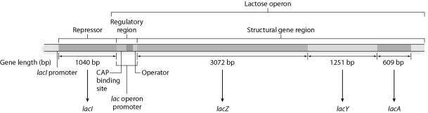 What is the purpose of the lac operon,and under what circumstances is it activated? Describe the structure of the lac operon,including the repressor protein,structural genes,and regulatory regions of the operon.What is the role of catabolite repression in the lac operon?