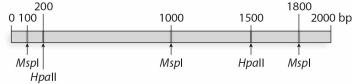 <strong>For the following gene,MspI and HpaII restriction sites and their positions are indicated here.Recall that HpaII is methylation sensitive,while MspI is not. If this gene is methylated,which of the following combinations of DNA fragments would you expect from this restriction digest?</strong> A)5 bands = 100 bp,200 bp,1000 bp,1500 bp,and 1800 bp. B)4 bands = 100 bp,200 bp,800 bp,and 900 bp. C)3 bands = 200 bp,500 bp,and 1300 bp. D)1 band = 2000 bp. E)No bands = DNA will be completely digested.