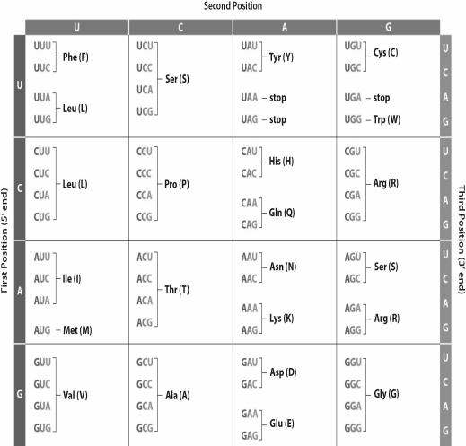 <strong> Because of redundancy in the genetic code,some amino acids can have more than one possible codon.Use the table above and select which of the answer choices is a possibility for the following amino acid sequence: valine,glycine,glycine,cysteine,tyrosine</strong> A)GUU GGC GGA UGA UAG B)GUA GGG GGG UGU UAC C)GUG GGG GGA UAC UAC D)GUA GGG GGC UGU UAC E)GAU GGC GGC UGU UAU