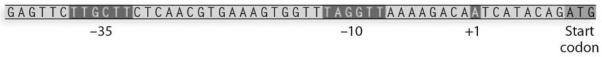 In the following prokaryotic DNA sequence, label the highlighted regions. Using the prokaryotic DNA sequence above, describe the relationship between the highlighted regions and how mutations in each region may affect gene expression.
