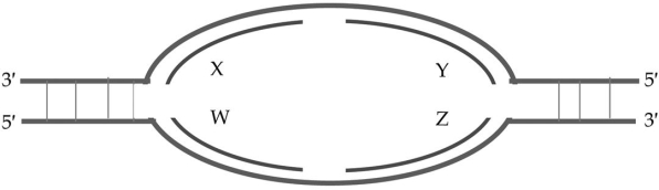 Based on the following replication bubble, which of these statements is true?  