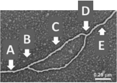 <strong>Which arrow(s) point(s) to the location of helicase in the diagram shown? </strong> A) A B) B C) C D) A and E E) B and D