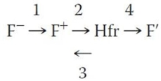 <strong>In the flow diagram shown below, which of the following is an inaccurate relationship between bacterial strains in the various F factor states? </strong> A) Link 1 represents transfer of an entire F plasmid. B) Link 4 represents excision of the F plasmid plus some host DNA from the chromosome. C) Link 3 represents precise excision of the F plasmid from the chromosome. D) Link 2 represents integration of the F plasmid into the host chromosome. E) All four links represent accurate relationships.