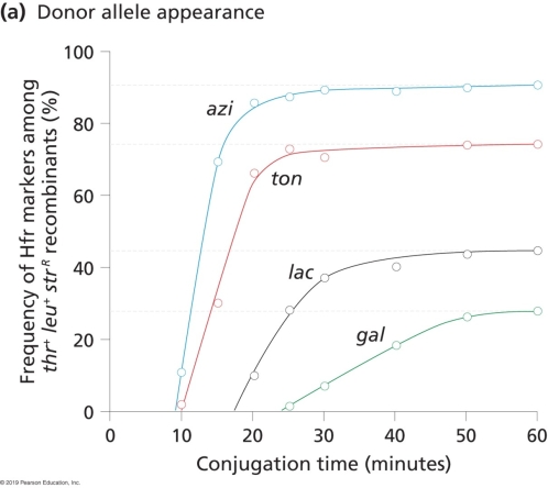 <strong>Jacob and colleagues developed a time- of- entry mapping technique. They used the genes for threonine and leucine synthesis (thr and leu), which are near the oriT site, as selected markers. Additionally, they used an E. coli F- strain P678 that has dysfunctional variants for all of the genes studied. They also used an HfrH strain that carried a functional allele for all genes studied. Which of the following statements is FALSE regarding the time- of- entry profile they acquired? </strong> A) The azi gene is closer to the thr and leu genes than the ton, lac, and gal genes. B) The ton gene is found between the azi and lac genes. C) Had the experiment continued, a time of entry map could be viewed for the entire E. coli chromosome. D) The lac+ allele appears at about 16 or 17 minutes. E) At 40 minutes, nearly 20% of exconjugants screened for the selected markers have the gal allele.
