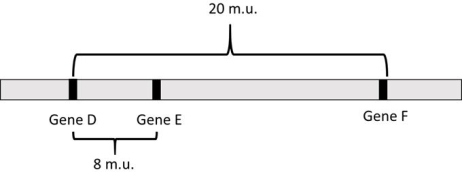 Refer to this map to answer the questions: a) What is the distance between gene E and gene F? b) Assuming I = 0, what is the probability of no crossovers between gene D and gene E? c) Assuming I = 0, what is the probability of no crossovers between gene E and gene F? d) Considering both gene pairs, what is the proportion of nonrecombinant gametes? e) What is the predicted frequency of each parental gamete (DEF/def )? f) What is the recombination frequency between gene D and gene E? g) What is the recombination frequency between gene E and gene F? h) What is the frequency of two single recombinant gametes between genes D and E? i) What is the frequency of two single recombinant gametes between genes E and F? j) What is the frequency of each of the double- recombinant gametes, DeF and dEf? k) Fill in the blanks below to prove that the sum of the frequencies of the eight predicted gamete genotypes is e 1.0: