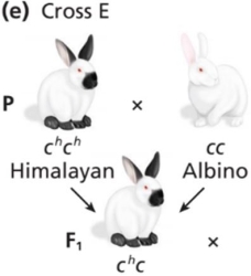 The parental cross between a rabbit with the Himalayan phenotype (genotype chch) and an albino rabbit (genotype cc) results in F1 rabbits that all have the Himalayan phenotype (genotype chc). If the resulting F1 rabbits are crossed, what proportion of the F2 offspring will have the Himalayan phenotype and what causes the hypomorphic ch allele to be unstable and result in the distinctive fur pattern?