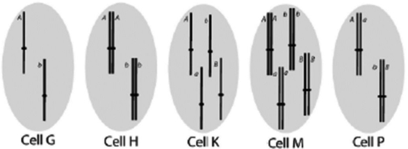 A dihybrid has the genotype AaBb. The diagram depicts the chromosome composition of different cells from the animal. Which of the cells could represent a mature gamete?