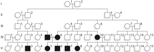 <strong>In the accompanying figure, the chance that individual IV- 7 is a heterozygous carrier is _ .  </strong> A) 2/3 B) 1/2 C) 1/3 D) 1/4 E) 3/4 <div style=padding-top: 35px> 