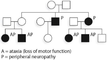 <strong>The accompanying hypothetical pedigree is for a family where some members have symptoms of Leigh syndrome, which is caused by an mtDNA mutation that reduces ATPase activity. Which of the following in the youngest generation might transmit the condition in the future?</strong> A) only those with an affected mother B) any of the members of this generation C) any of those affected D) any of the affected women E) any of the women
