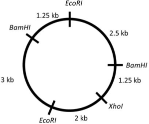 What size fragments you would expect from an EcoRI/ XhoI double digest of the plasmid below?