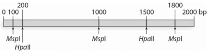 For the following gene, MspI and HpaII restriction sites and their positions are indicated here. Recall that HpaII is methylation sensitive, while MspI is not.   If this gene is being actively transcribed, how many fragments would you expect from this restrictio digest?