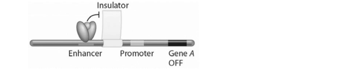 What role do chromatin remodelers play in eukaryotic gene expression?