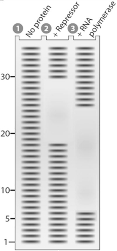 The electrophoresis gel shown below is from a DNase I footprint analysis of an operon transcription control region. Separate samples of control- region DNA were exposed to DNase I and run in the following lanes: uprotected DNA is in lane 1, DNA protected by repressor is in lane 2, and DNA protected by RNA polymerase is in lane 3.   Based on the gel, what nucleotide positions are occupied by the repressor and RNA polymerase?