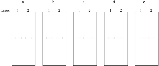 Northern blot analysis is performed on mRNA isolated from E. coli after growth in a glucose- only medium (lane 1) or a lactose- only medium (lane 2). The blots are hybridized with a probe for a portion of the lacZ sequence. Indicate the expected results for the following bacterial genotypes using dark, light, or no shading to i full, low, or no expression, respectively. a. I+ P+ O+ Z+ Y+ b. I+ P- O+ Z+ Y+ c. I- P+ O+ Z+ Y+ d. I+ P+ OC Z+ Y+ e. I+ P+ O+ Z+ Y+ and a mutation of the CAP binding site preventing CAP- cAMP binding