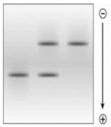 <strong>Hereditary anemia known as sickle cell disease (SCD) results from inheritance of a variant form of fi- globin protein (fiS), rather than the wild- type fi- globin protein (fiA). The fiS protein does not migrate as far as the fiA protein. Which of following does NOT explain why the gel electrophoresis lane containing the hemoglobin protein from the heterozygous (fiAfiS) individual has two protein bands? </strong> A) The protein bands migrated different distances based solely on differences in molecular weight. B) The different electrophoretic mobility of the two proteins was a result of differences in their molecular weight, charge, and/ or shape. C) The band closer to the origin of migration contained fiS protein and the band farther from the origin of migration contained fiA protein. D) The fiS protein has a lower electrophoretic mobility. E) The fiA protein has a higher electrophoretic mobility.