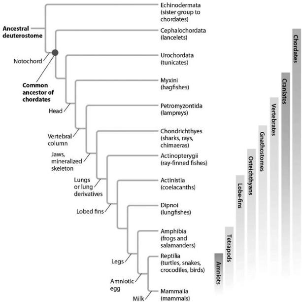 <strong>In the phylogenetic tree below, which feature distinguishes snakes and mammals from frogs and salamanders? </strong> A) legs B) head C) milk D) notochord E) amniotic egg