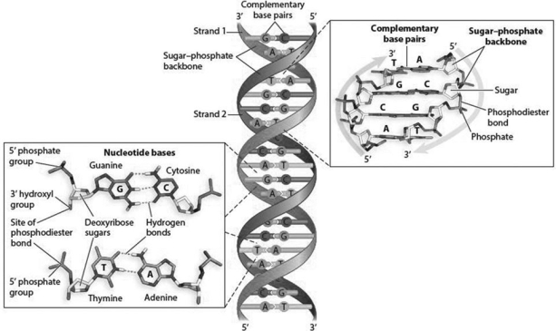 DNA strands can be pulled apart by adding heat and melting the double- stranded DNA. The temperature required that melts a region of DNA changes based on the base- pair composition. Based on the structure of the A- T and C- G bonds in the accompanying figure, which type of bond would require more energy (heat) to break? How might this help you predict which regions of the DNA helix may be the most stable and harder to break apart?