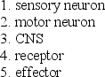 <strong>These structures are part of a reflex arc: Which set of numbers is the proper sequence of the pathway of impulses?</strong> A)4,3,2,1,5 B)4,1,3,2,5 C)1,4,3,5,2 D)1,4,2,5,3