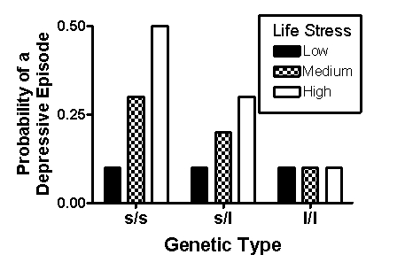 <strong>Scenario I The following scenario is based on and presents fabricated data consistent with the following study: Caspi, A., Sugden, K., Moffitt, T. E., Taylor, A., Craig, I. W., Harrington, H., McClay, J., Mill, J., Martin, J., Braithwaite, A., and Poulton, R. (2003). Influence of life stress on depression: Moderation by a polymorphism in the 5-HTT gene. Science, 301(5631), 386-389. The serotonin transporter gene codes for the serotonin transporter, a protein that transports serotonin from the synapse to the presynaptic neuron. Several polymorphisms of the gene exist, including a short (s) and a long (l) variation. As humans receive one copy of the gene from each parent, people can be grouped into three groups based on this genetic variation: s/s (two copies of the short gene), s/l, and l/l. Caspi et al. (2003) interviewed participants in each of these groups and asked them a wide range of questions to determine both the degree of exposure to stress and the number of depressive episodes participants had experienced in their lives. Fabricated results consistent with their major findings are shown in Figure 3.1. Figure 3.1 (Scenario I) Which statement is NOT true about the relationship between genetic variation and depression under conditions of high stress?</strong> A)Persons in the s/s group were more likely to experience a depressive episode than the other two groups. B)Persons in the l/l group seem to have been protected from experiencing a depressive episode relative to the other groups. C)The vulnerability for depression increased with increases in life stress for all groups. D)A gene × environment interaction was observed.
