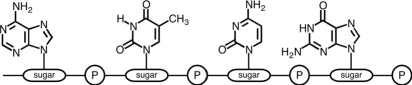 <strong>The following segment of a nucleic acid could be identified as _____ . </strong> A)GCTQ B)ATCG C)TACG D)GCAT