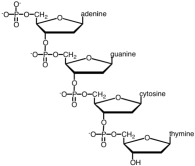 <strong>Which of the following correctly describes the segment of the nucleic acid shown? </strong> A)This is a segment of DNA. B)It has a 3' \rightarrow 5' phosphodiester linkage. C)The sugar involved is deoxyribose. D)All of the responses are correct.