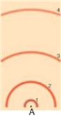 <strong>in the following model of an atom, where is the neutron located, assuming a neutron is present </strong> A)A B)1 C)2 D)3