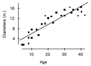 A forester would like to estimate the diameter of maple trees based on age. She gathers data from trees that have been cut and plots their diameters (in inches) against their ages (in years). She fits a linear model and both the scatterplot and residual plots are shown below. Which of the following is true?